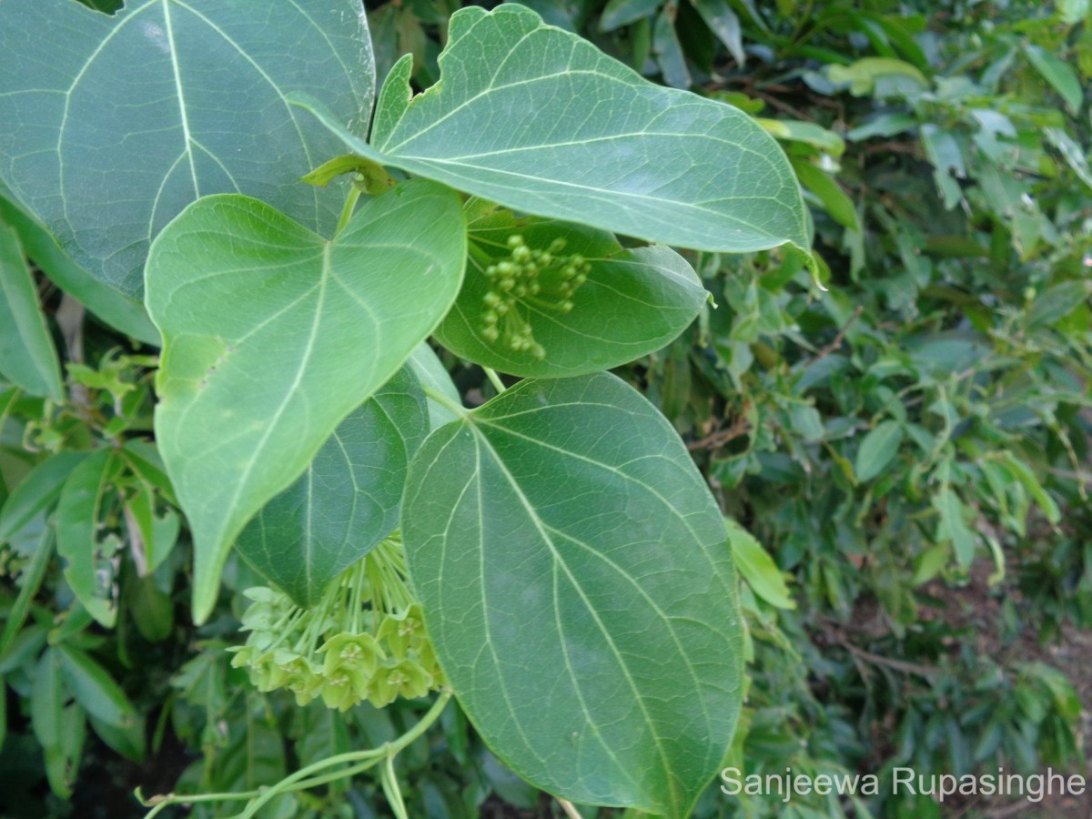 Wattakaka volubilis (L.f.) Stapf